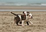 BOULEDOGUE AMERICAIN 258